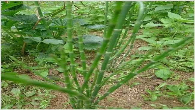 节节草的种植前景如何 | 农广天地