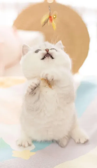 曼基康猫多少钱一只,乳白曼基康蓝白曼基康哪个贵？