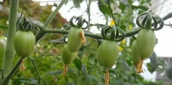 葫芦瓜的种植条件、育苗技术及种植方法 | 常识大全