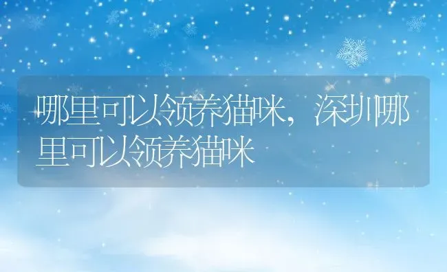 哪里可以领养猫咪,深圳哪里可以领养猫咪 | 养殖资料