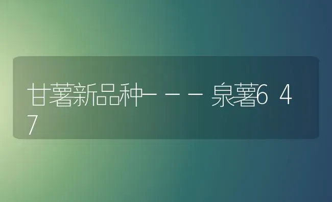 甘薯新品种---泉薯647 | 养殖技术大全