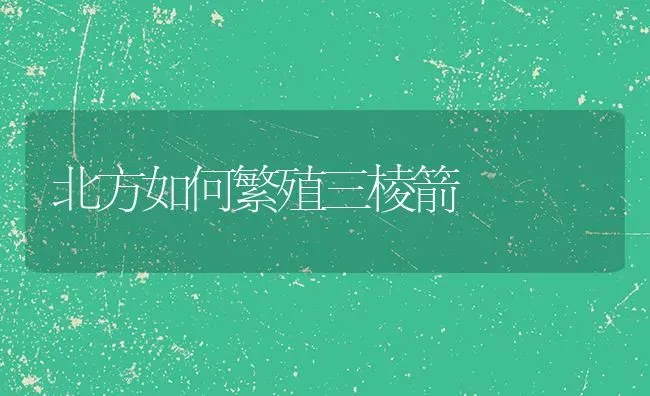 北方如何繁殖三棱箭 | 养殖技术大全
