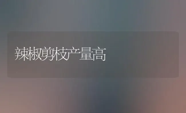 辣椒剪枝产量高 | 养殖知识