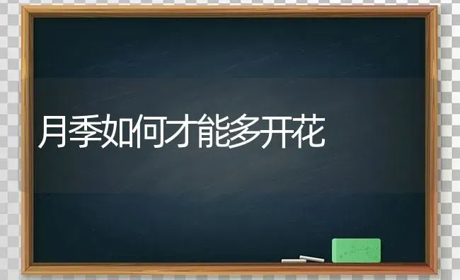 月季如何才能多开花 | 养殖技术大全