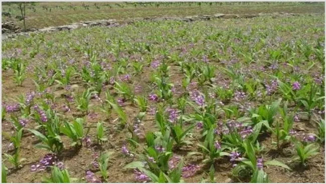 白芨的种植风险及收益 | 生活常识