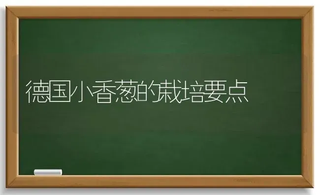 德国小香葱的栽培要点 | 养殖技术大全