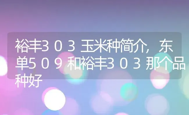 裕丰303玉米种简介,东单509和裕丰303那个品种好 | 养殖学堂