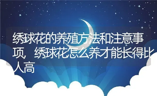 绣球花的养殖方法和注意事项,绣球花怎么养才能长得比人高 | 养殖学堂