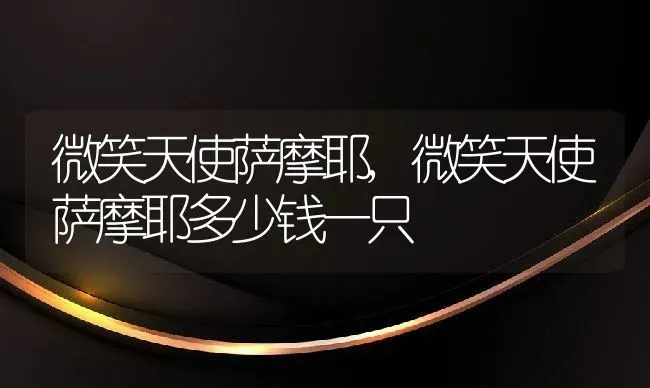 微笑天使萨摩耶,微笑天使萨摩耶多少钱一只 | 养殖资料