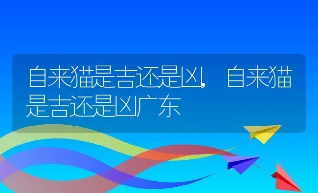 自来猫是吉还是凶,自来猫是吉还是凶广东 | 养殖资料