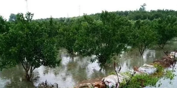 果园暴雨前后管理方法技术 | 常识大全