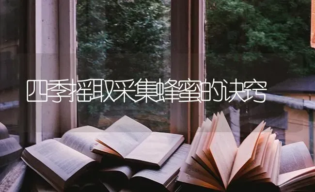 四季摇取采集蜂蜜的诀窍 | 养殖知识