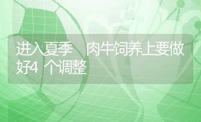 进入夏季 肉牛饲养上要做好4个调整 | 养殖技术大全