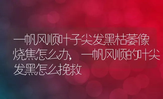 一帆风顺叶子尖发黑枯萎像烧焦怎么办,一帆风顺的叶尖发黑怎么挽救 | 养殖学堂