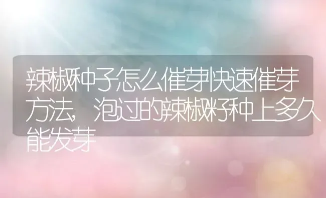 辣椒种子怎么催芽快速催芽方法,泡过的辣椒籽种上多久能发芽 | 养殖学堂
