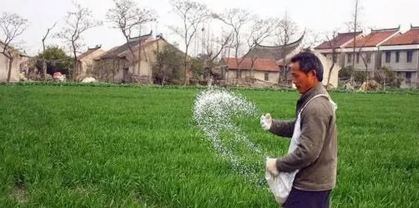 连续阴雨还能给小麦施尿素吗？会造成什么危害？ | 生活妙招