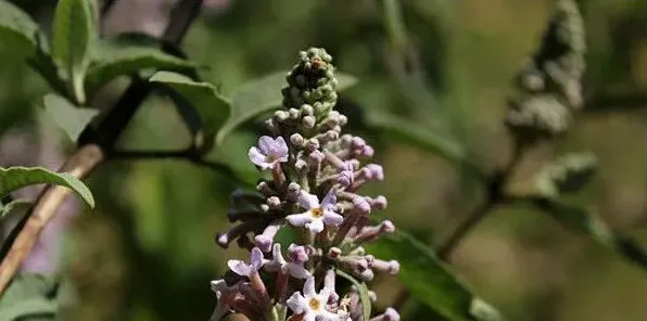 密蒙花什么时候开花，春季3~4月份绽放 | 实用知识