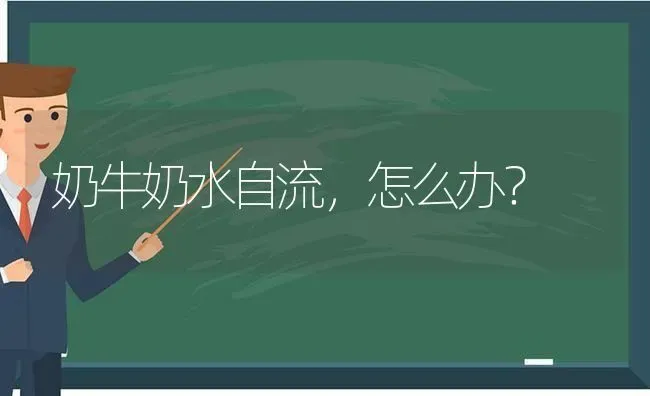 奶牛奶水自流,怎么办? | 养殖技术大全