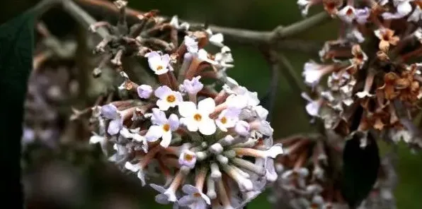 密蒙花什么时候开花，春季3~4月份绽放 | 实用知识