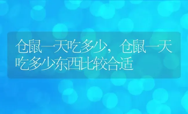 仓鼠一天吃多少,仓鼠一天吃多少东西比较合适 | 养殖科普