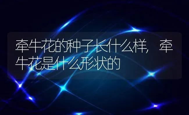 牵牛花的种子长什么样,牵牛花是什么形状的 | 养殖学堂