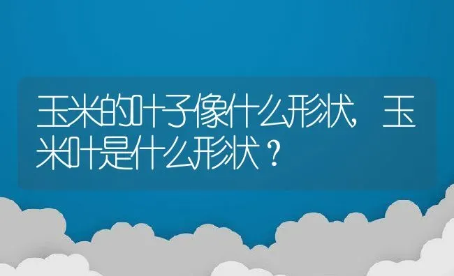 玉米的叶子像什么形状,玉米叶是什么形状？ | 养殖科普