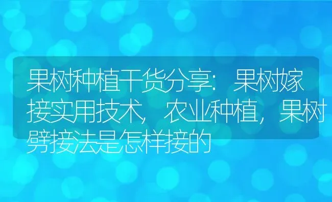 果树种植干货分享:果树嫁接实用技术,农业种植，果树劈接法是怎样接的 | 养殖学堂