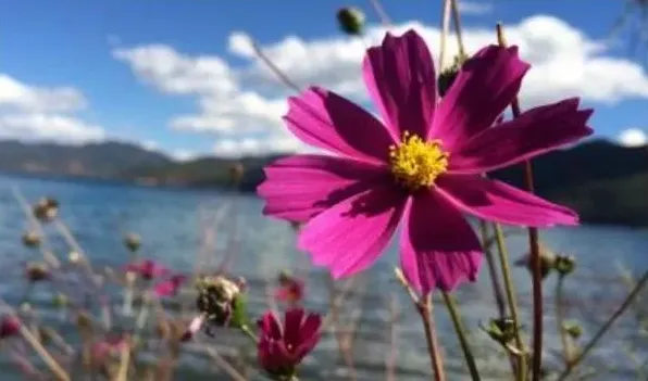 张大人花和格桑花区别 | 三农知识