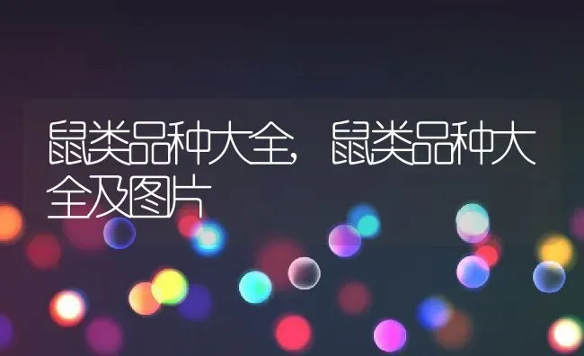 鼠类品种大全,鼠类品种大全及图片 | 养殖科普