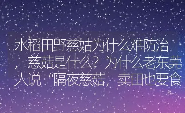 水稻田野慈姑为什么难防治,慈菇是什么？为什么老东莞人说“隔夜慈菇，卖田也要食” | 养殖学堂