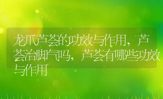 龙爪芦荟的功效与作用,芦荟治脚气吗，芦荟有哪些功效与作用 | 养殖学堂