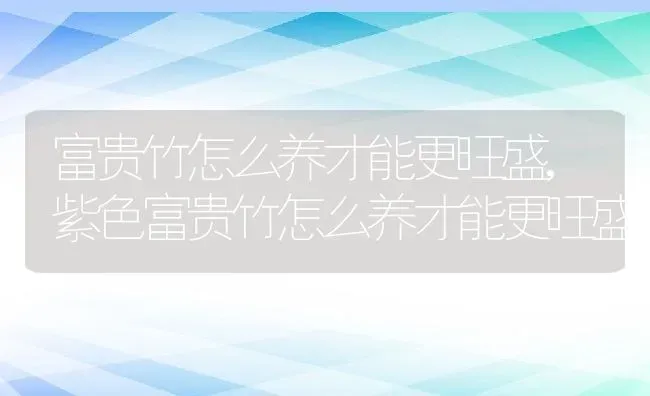 富贵竹怎么养才能更旺盛,紫色富贵竹怎么养才能更旺盛 | 养殖学堂