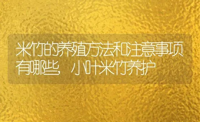 米竹的养殖方法和注意事项有哪些,小叶米竹养护 | 养殖科普