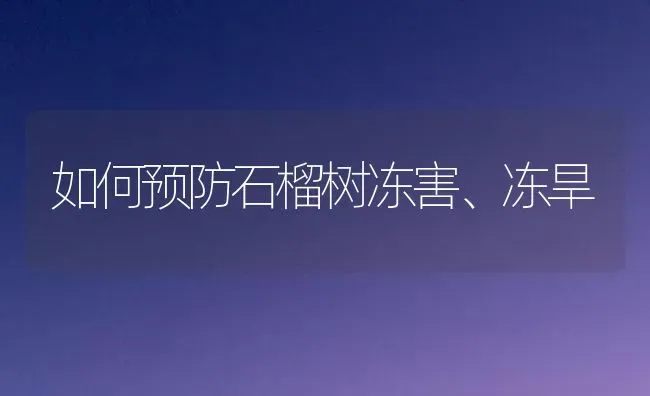 如何预防石榴树冻害、冻旱 | 养殖技术大全