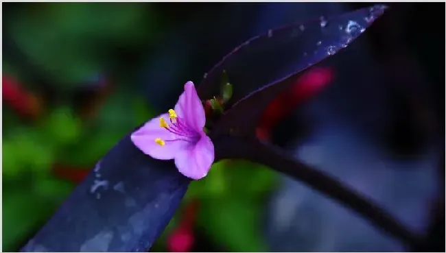 紫鸭跖草怎么修剪 | 生活妙招