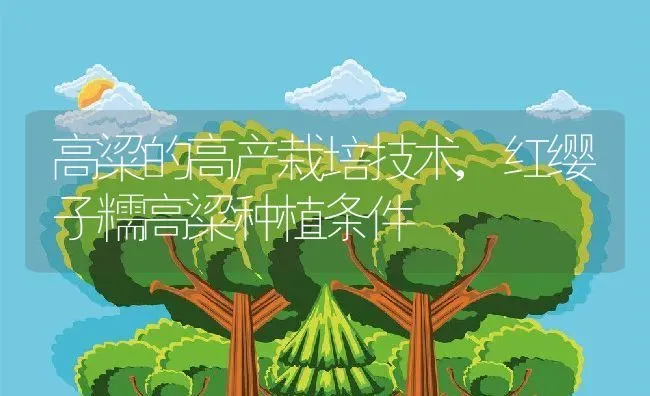 高粱的高产栽培技术,红缨子糯高粱种植条件 | 养殖学堂