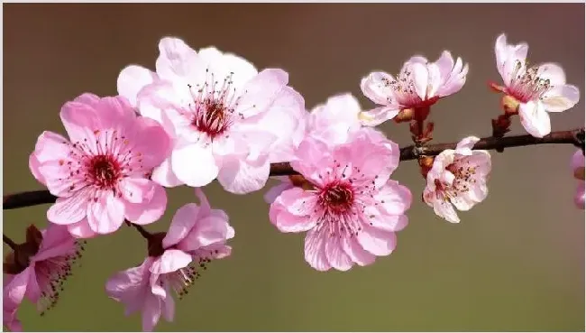 花中四君子指什么 | 农广天地