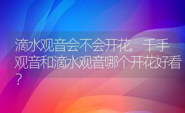 滴水观音会不会开花,千手观音和滴水观音哪个开花好看？ | 养殖科普