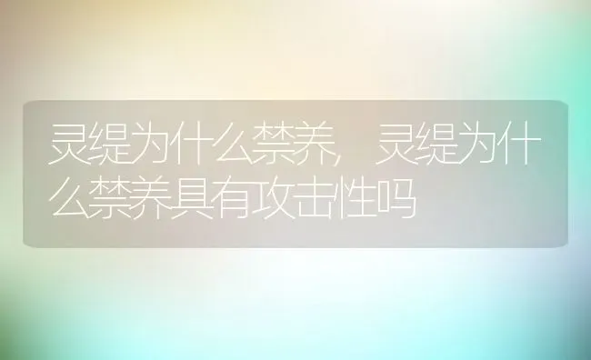 灵缇为什么禁养,灵缇为什么禁养具有攻击性吗 | 养殖资料