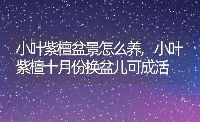 小叶紫檀盆景怎么养,小叶紫檀十月份换盆儿可成活 | 养殖学堂