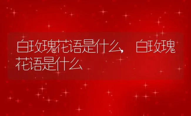 白玫瑰花语是什么,白玫瑰花语是什么 | 养殖科普