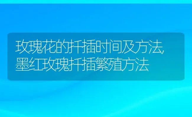 玫瑰花的扦插时间及方法,墨红玫瑰扦插繁殖方法 | 养殖学堂