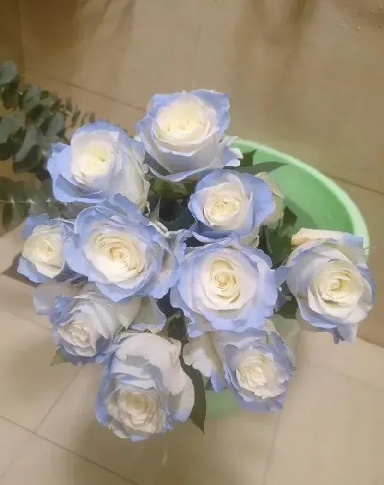 碎冰蓝玫瑰是染色的吗,碎冰蓝是什么花？