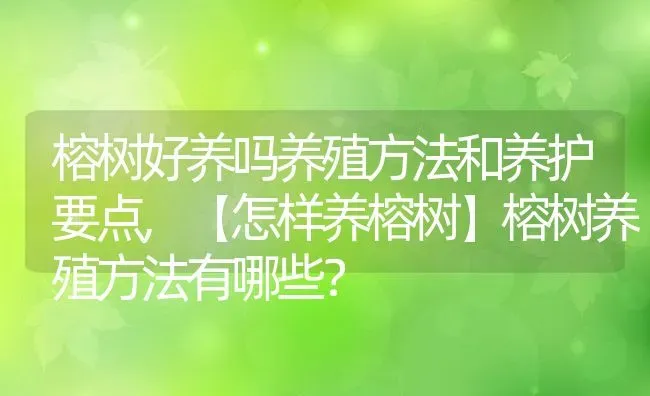 榕树好养吗养殖方法和养护要点,【怎样养榕树】榕树养殖方法有哪些？ | 养殖科普