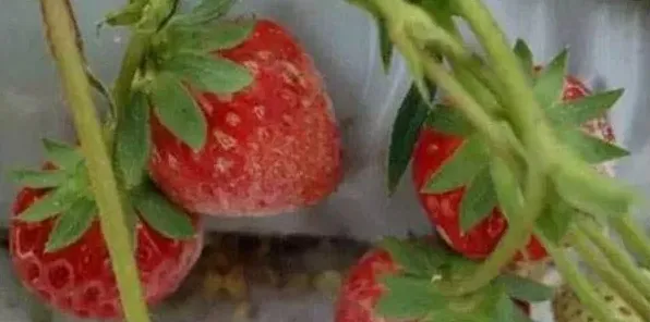 草莓灰霉病危害症状及防治措施 | 妙招大全