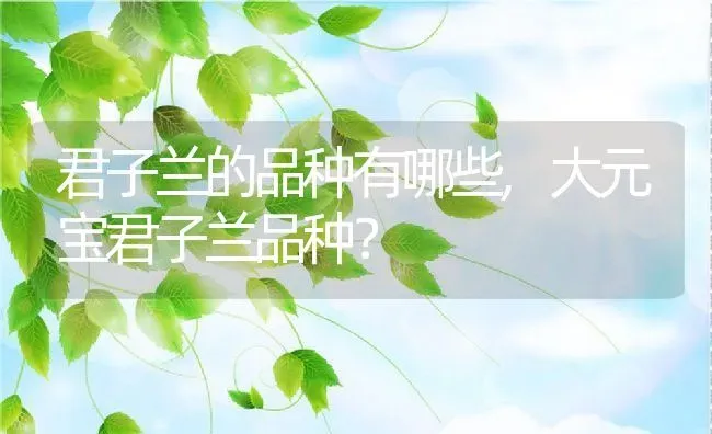 君子兰的品种有哪些,大元宝君子兰品种？ | 养殖学堂