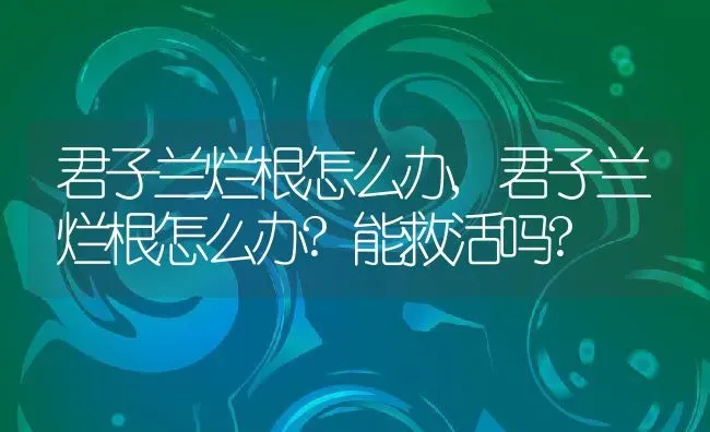 君子兰烂根怎么办,君子兰烂根怎么办?能救活吗? | 养殖资料