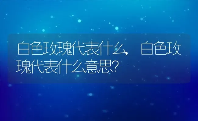 白色玫瑰代表什么,白色玫瑰代表什么意思？ | 养殖科普