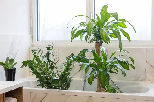 什么绿植好养活又能净化空气,十大水生净水植物？