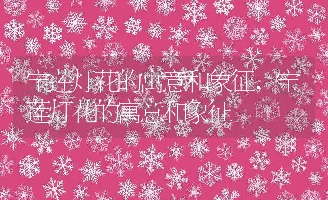 宝莲灯花的寓意和象征,宝莲灯花的寓意和象征 | 养殖学堂